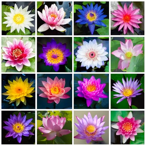 30 pièces de mixtes Lotus, sans OGM, pour l'intérieur, l'extérieur, la maison, le jardin