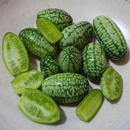Graines de pastèque pour le pouce Mini pastèque Graines de fruits délicieuses pour le jardin à la maison Paquet de 500 graines