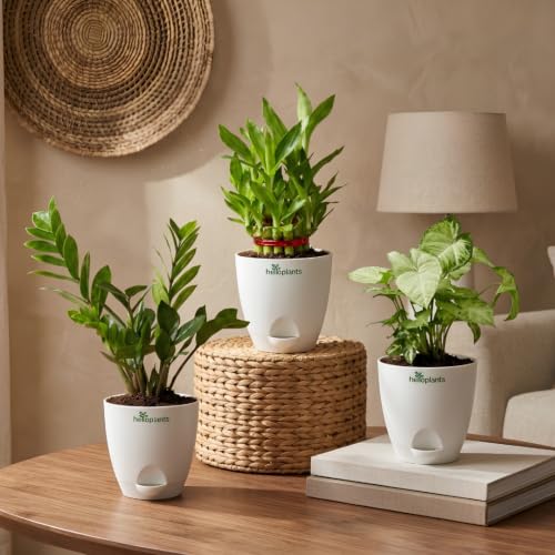 Image of ZZ Green, Lucky Bamboo & Syngonium Green Live Indoor 3-Plant Combo in 4-Inch Self-Watering Matte White Pots | Low-Maintenance, Air-Purifying Houseplants for Home, Office & Desk Decor