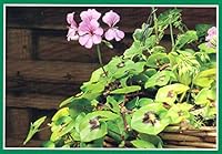 Pelargoniums 1901094766 Book Cover