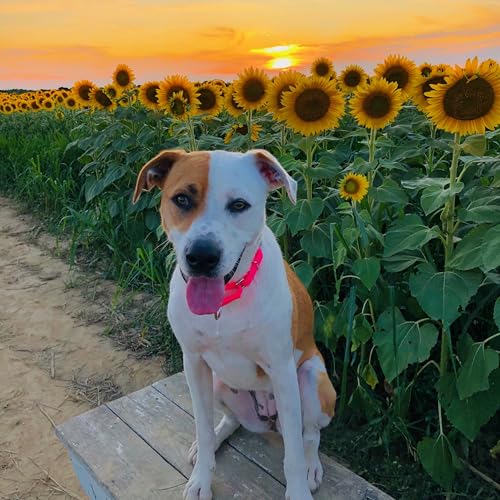 Country Brook Petz - Martingale Dog Collar - Heavy-Duty Training Collar with No Buckle - Service Dog Collar for All Pups - 10+ Warm Colors (Hot Pink, 1 Inch, Medium) - Image 3