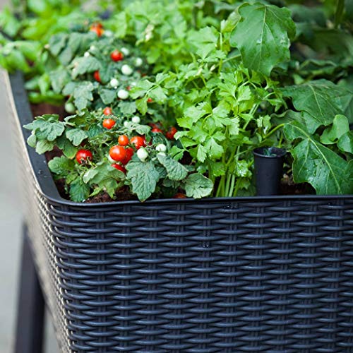 Foto von Keter Easy Grow modernes Hochbeet, grau, inkl. Bewässerungssystem, Rattanoptik, passend für Balkon, Terrasse oder Garten