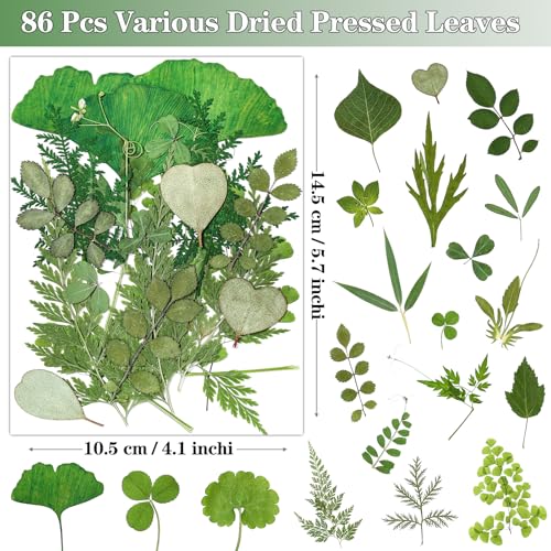 La mejor selección de Hojas secas - los preferidos. 15 Imagen adicional