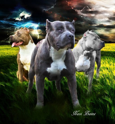 Pitbull 様 Amazon.com: Heavy 3 KG Thick Soft Thunder Lightning 3 Pitbulls