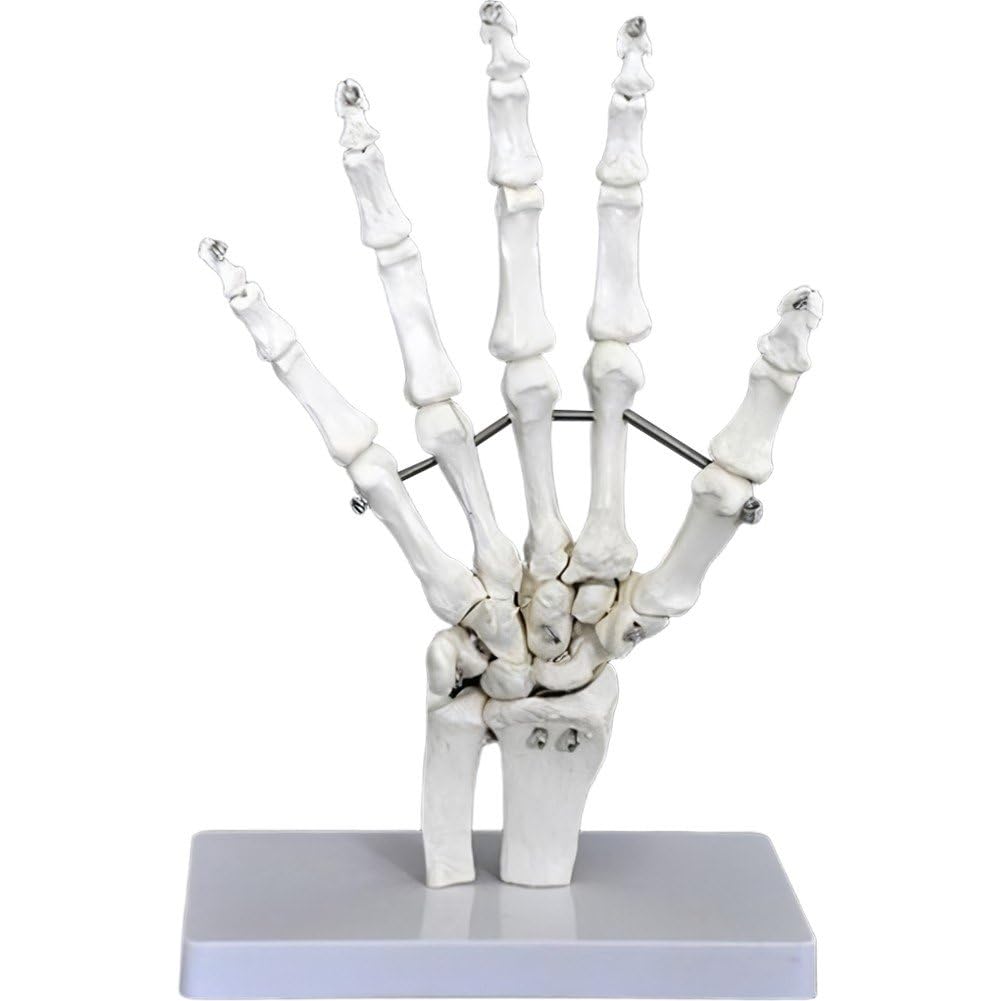 Danlai White Human Hand Skeleton Model, Anatomical Skeleton Model Medical Display Study Tool Medical Science Stationery For School