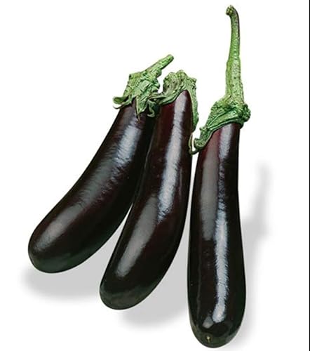 Semi di Melanzana Lunga di Napoli, Varietà Tradizionale Napoletana