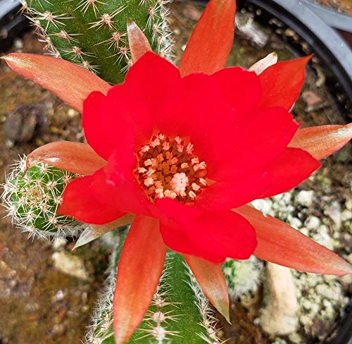 Echinopsis Chamaecereus, Peanut Cactus Plant - 3.5 Inch Pot (2 Plants) #TOP1