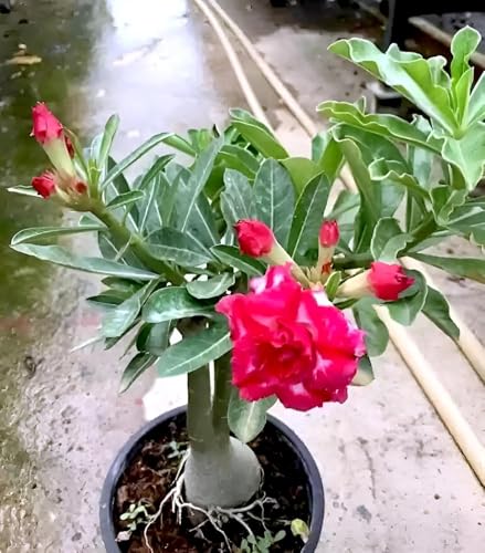 Image of Most Beautiful Fragrange Hybride inch Flower inchTree Plant Pack of 1|| For Home Garden Outdoor Live Flower Tree Plant (Red Adenium)