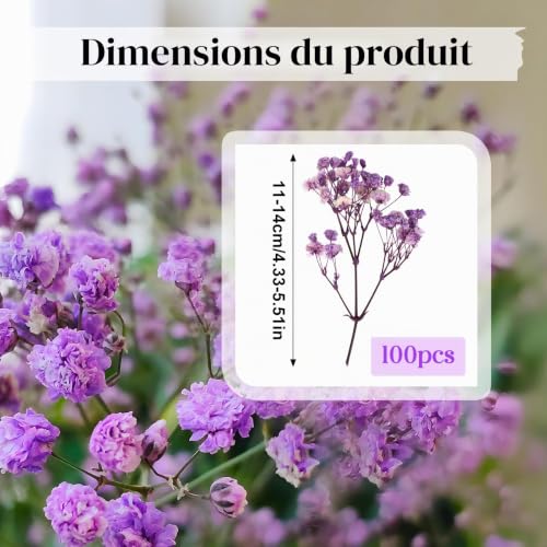 jwogngls 100 Pièces Fleurs Séchées, Fleurs Sechees Naturelles, Résistant à la Décoloration, Mini Gypsophile Séché pour Spécimens Botaniques, Cadres Photo, Nail Art (Dark Purple) – vue 2