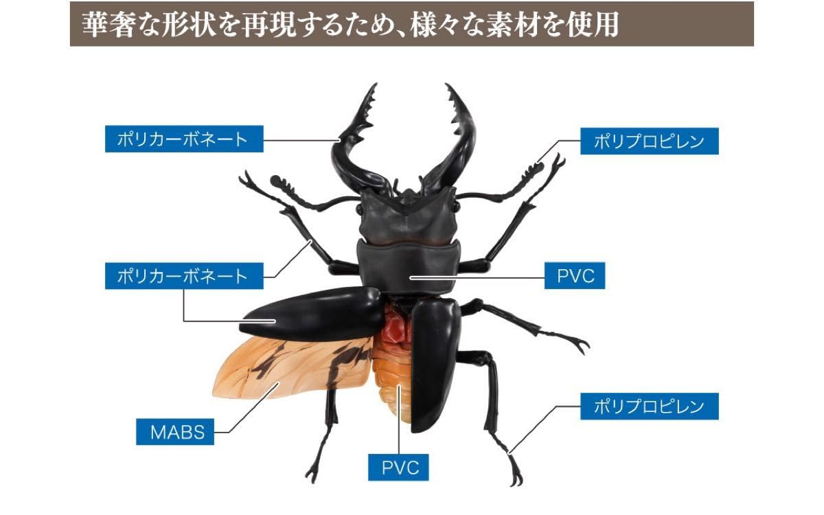 Amazon.co.jp: セット ギラファノコギリクワガタ ノコギリクワガタ（赤