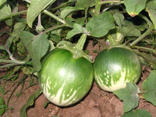 See full amazon price history chart for Golden Hills Farm® (AVG 500-2000) seeds BRINJAL GREEN seeds Golden Hills Farm® (AVG 500-2000) seeds BRINJAL GREEN seeds (B093QHBZFJ) Amazon Price History, Amazon Price Tracker