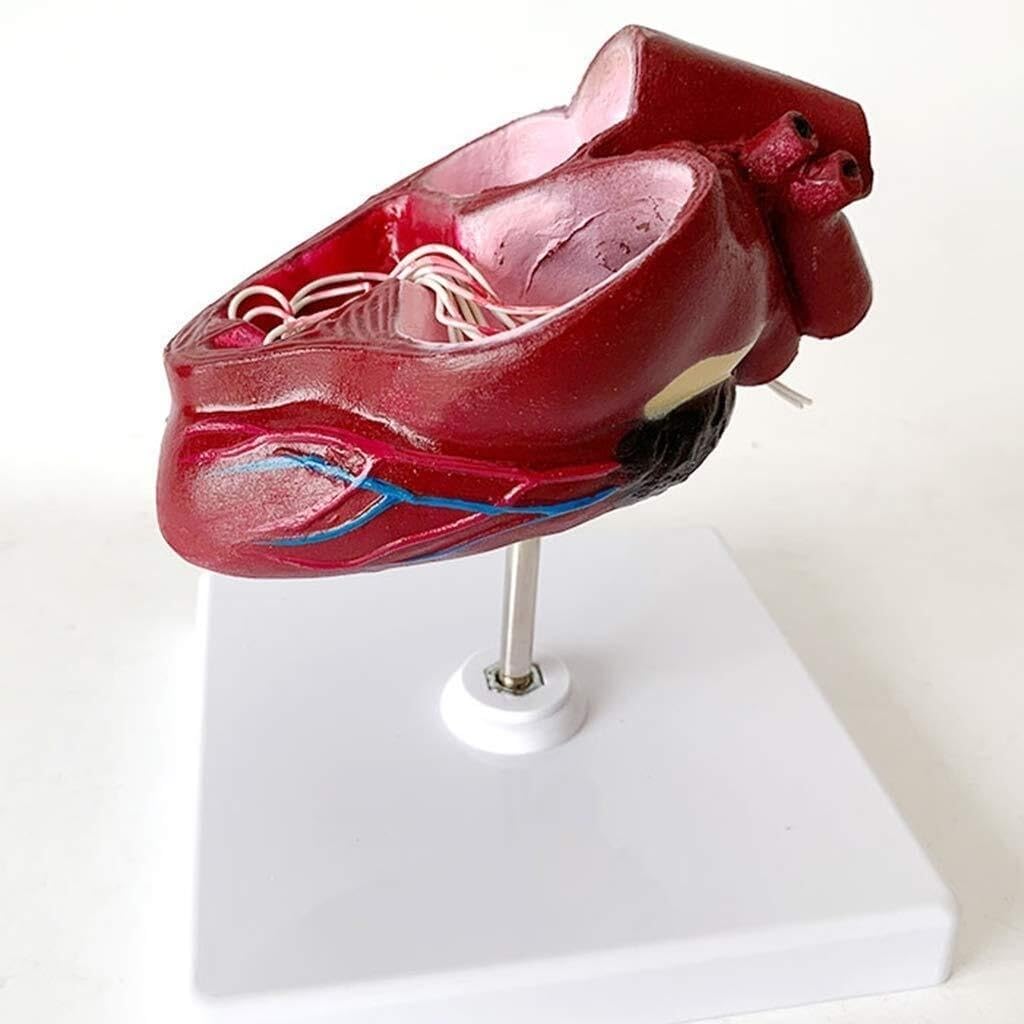 Anatomiczny model serca psa – edukacyjny model z PVC do nauczania weterynarii i szkoleń w opiece zdrowotnej