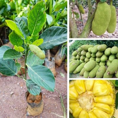Image of Golden Bloom Thai Grafted All Time JackFruit Plant Fruit Tree & Plant Height, Seedless Gumless Malaysian Variety Hybrid Fruit 1 healthy Live Plant(1.5-2 Ft Height) in nursery Grow Bag
