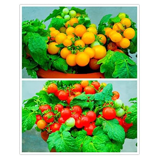 MOCCUROD 100 Seeds Indoor Cherry Tomato Dwarf Red and Yellow Tomato Rare Vegetable Heirloom Seeds