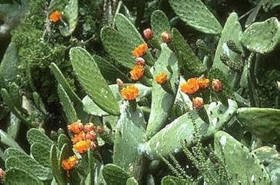 Nala ナラ　Cactus all in one Nala ナラ Cactus all in one Amazon.com : Succulents Box