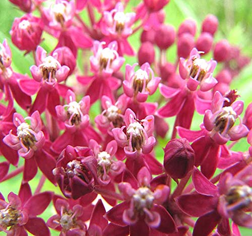 MySeeds.Co Big Pack 1000 Pink Swamp Milkweed Seeds