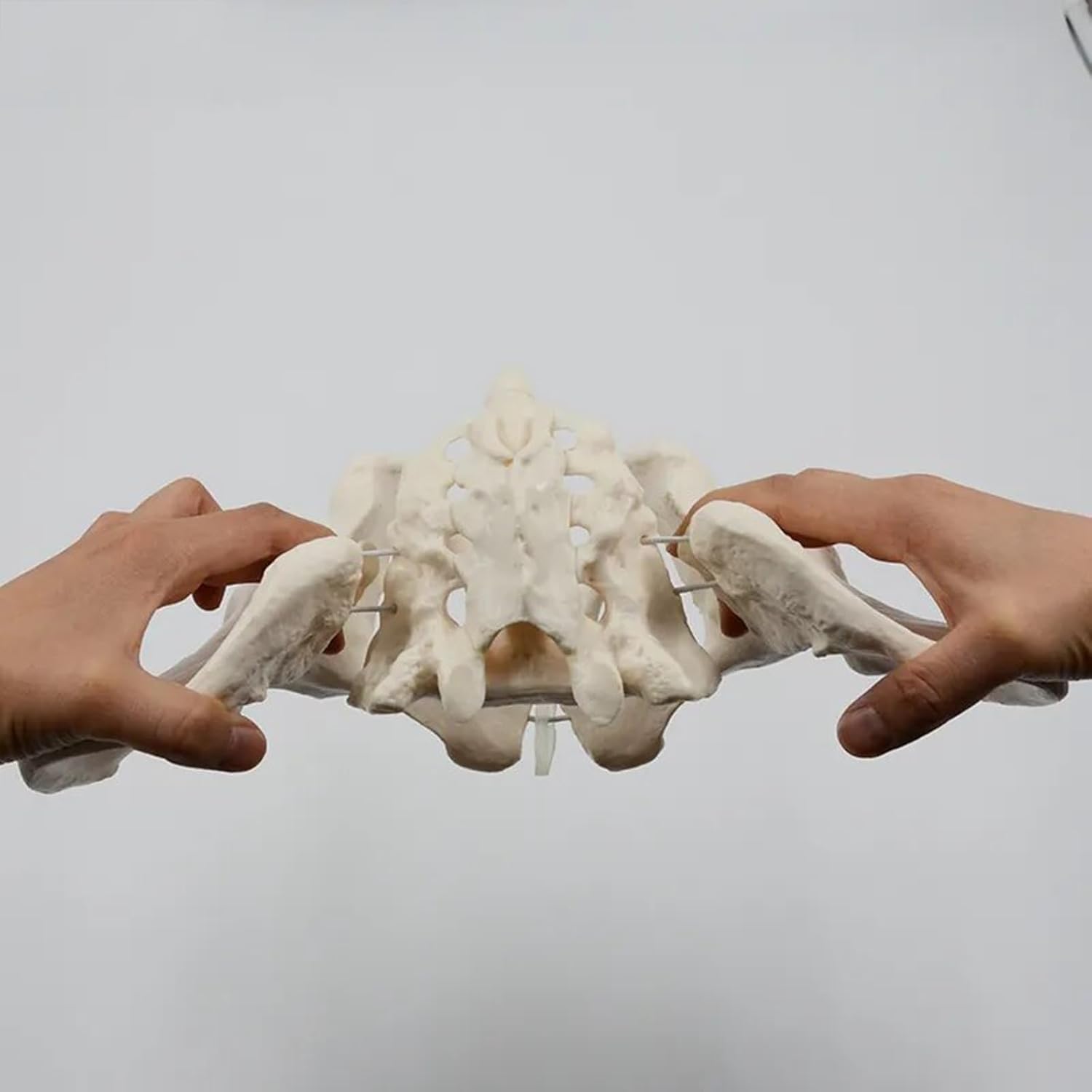 Elastyczny Żeński Model Miednicy, Model Szkieletu Miednicy Kości Krzyżowej Kości Biodrowej, Model Anatomii Ludzkiej, Może Być Zgięty, Dla Nauk Przyrodniczych