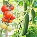 Produktbild KINGLAKE Ranknetz für Kletterpflanzen, Gurkennetz 3.6X1.8M, Rankhilfe Gurken Netz, Pflanzennetze Kletternetz, Hochbeet Rank Netz, Rankgitter für Gewächshaus Garten Bohnen Tomaten-Grün