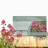Outsidepride Red Jupiter's Beard Valerian Seeds for Planting - 1000 Pcs Self-Sowing & Drought Tolerant Perennial Flower Seeds for Cut Flower Arrangements, Pollinator Gardens, & Xeriscaping