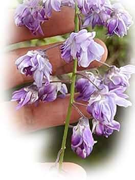 Amazon.co.jp: 八重黒龍藤（ヤエコクリュウフジ） : DIY・工具・ガーデン