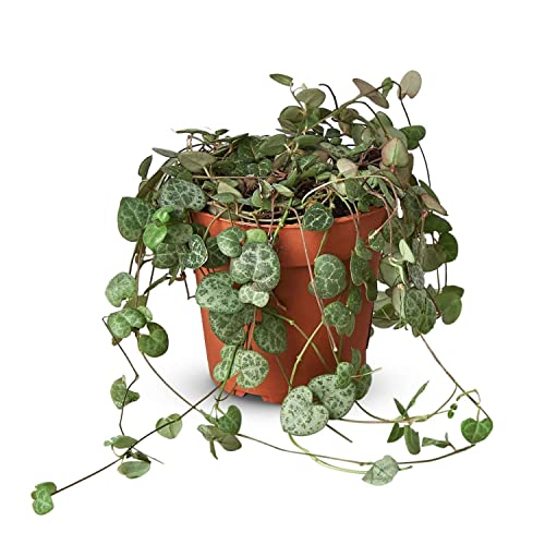 String of Hearts Variegated Live Plant for Indoor | Different Houseplants in 4'' & 6'' Pot | Real House Plant for Living Room