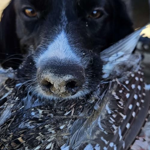 Idaho 2023 Huns & Sharp Tails