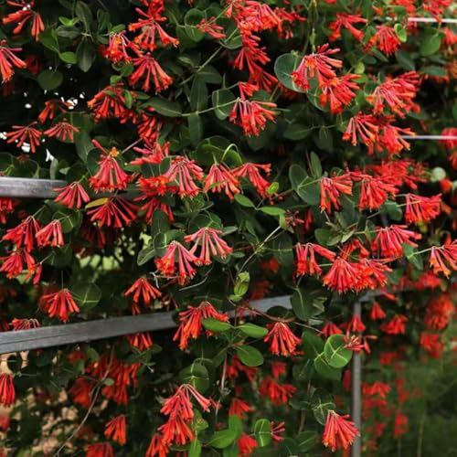 Fragrant Climbing Honeysuckle Plant Live Vine Lonicera Perennial Honeysuckle Plants 5 to 9 Inches Tall (Major Wheeler)
