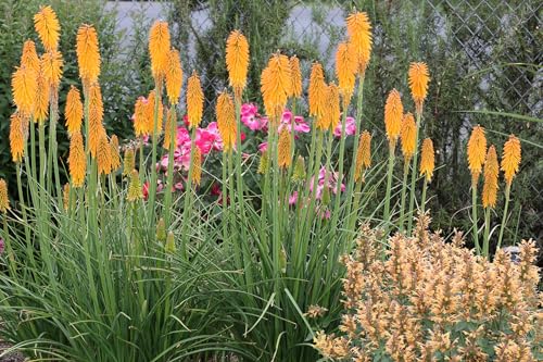 Stauden Gänge 3 x Kniphofia Kollektion (Winterhart/Staude/Dauerblüher/Bienenferundlich/Mehrjährig) Fackellilie - Hingucker der den ganzen Sommer über bis tief in den Herbst hinein blüht