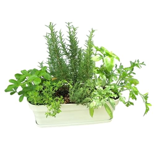 ハーブ 7種 フレッシュハーブ 香りの寄せ植え 白鉢 受皿付き 植物 ガーデン インテリア