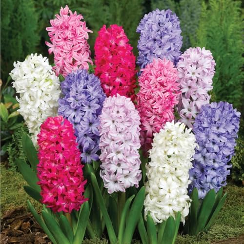 bulbos de jacintos perennes resistentes, Flores de balcón, plantas en crecimiento. flores de jardin, articulos de jardineria bulbos de flores de primavera decoración de flores, plantas 3pcs