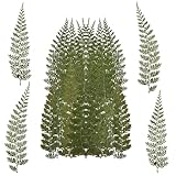 RUGBOL 48 STK. Getrocknete Blumen, Gepresste Blätter und natürliche Farne für DIY-Kunsthandwerk...