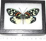 BicBugs Erasmia pulchera Real Framed Day Flying Moth Butterfly Green