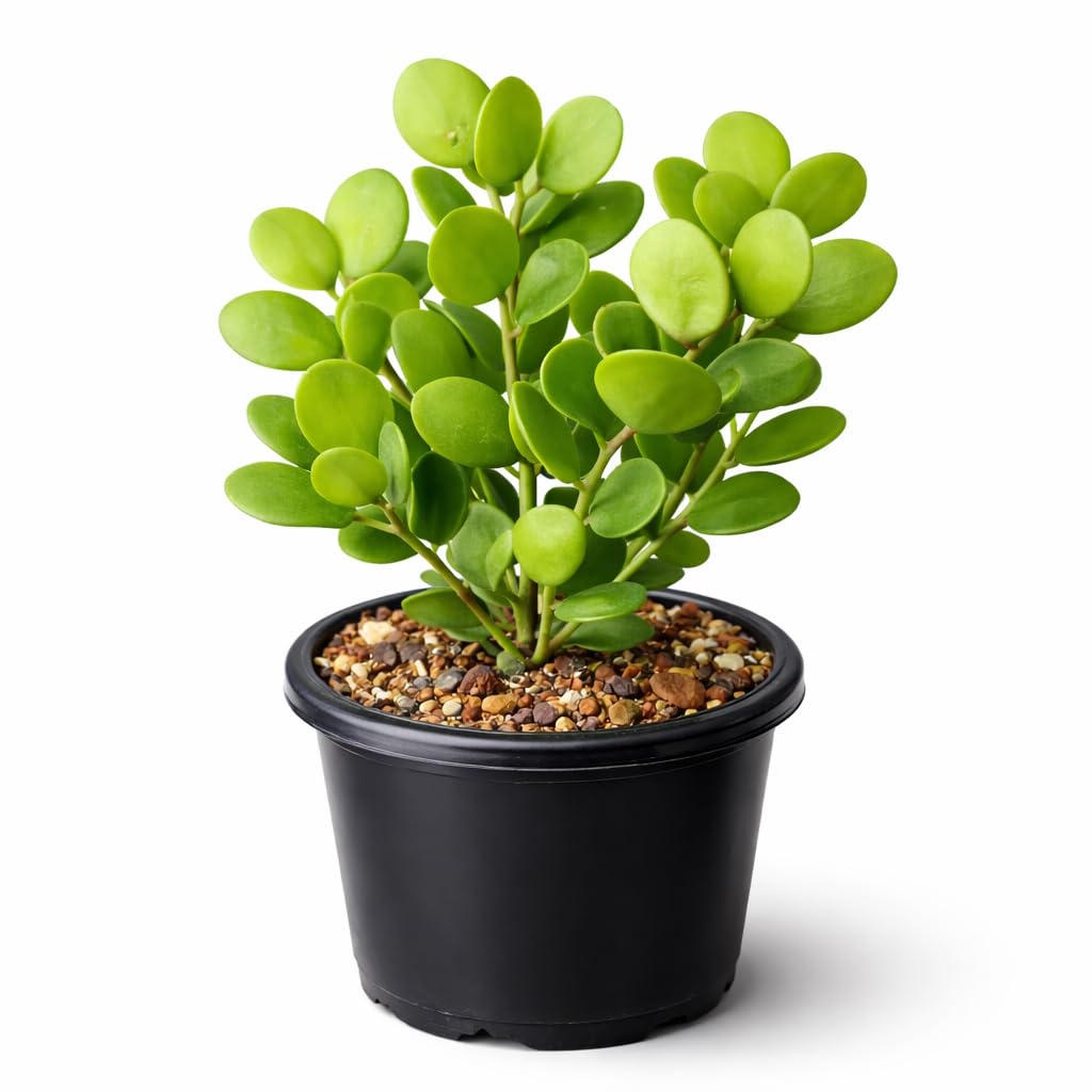 Silver Dollar Vine Live Plant (Xerosicyos Danguyi) | Penny Plant Rare Succulent | Indoor Decorative Climber for Home, Balcony & Office | Easy Care Gifting Plant-image-30