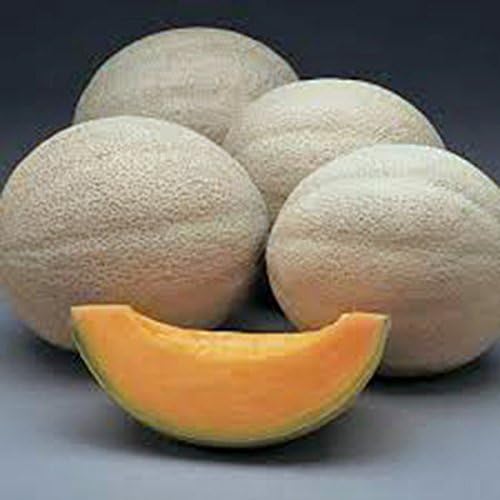 Miniatura 2 de Semilla de melón, Hales Best Jumbo, reliquia, sin OMG, más de 25 semillas, melón