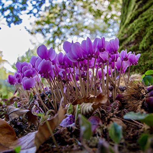 #003 Winterharte Alpenveilchen f&uuml;r den Garten
