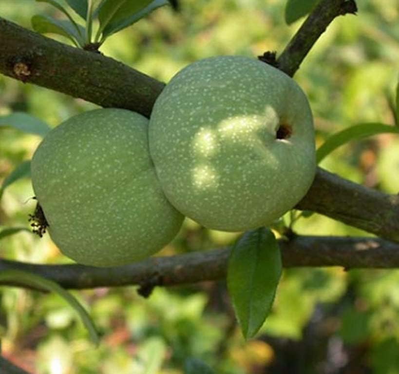 Miniatura 2 de Chaenomeles lagenaria (membrillo común), flores rosas, rojas y blancas, fruta dura, amarilla y fragante, elige la cantidad (1 unidad)