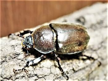 かぶとむし　★プロフ必読★  ｶﾌﾞﾄﾑｼ - Search / X