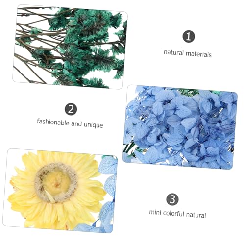 Flores secas prensadas para manualidades y decoración miniatura 4