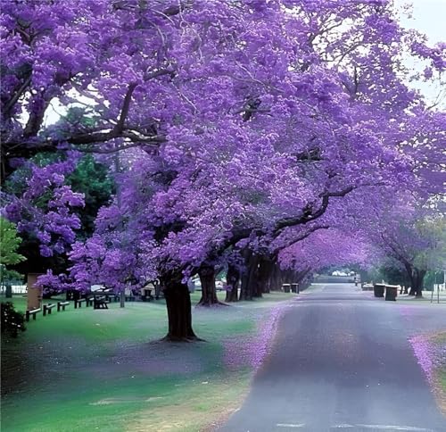 Image of Jacaranda Mimosifolia Neel Mohar Flower Live Plant for Home Garden Tree Fast Growing Tree Pack of 1 Healthy plant