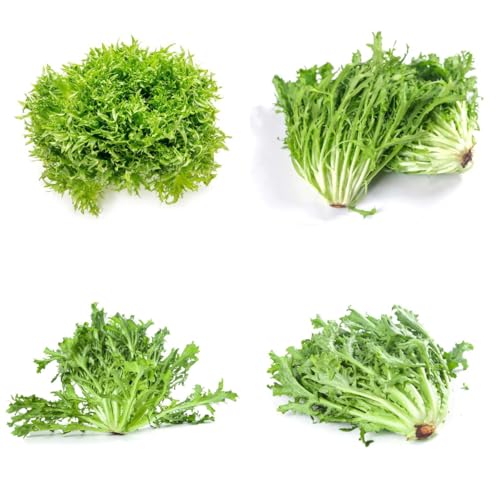 indivie semi di semi di indivia resistenti per giardini rocciosi Coltivazione rampicanti resistenti in vaso da giardino perenni balcone serra per 200semi