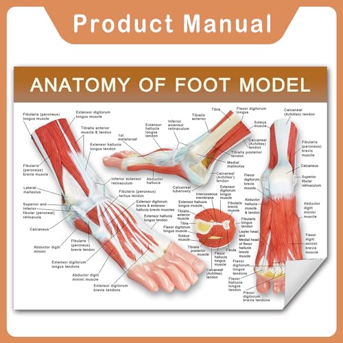 Image of NEW HORIZON 1-Parts Natural Size Foot Anatomy Model Displays the Superficial Muscles, Ligaments, Bones, and Some Skin Tissue of the Foot,with wooden base,Human Body Model