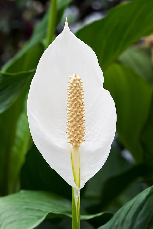 Image of Floryzen Original Live Peace Lily or Spathiphyllum Plant Air purifier Good luck plant (Pack of 1 With Pot)