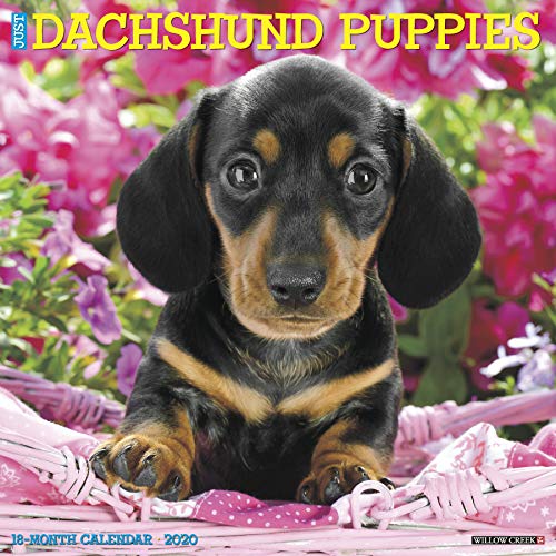 Télécharger Just Dachshund Puppies 2020 Calendar Gratuit