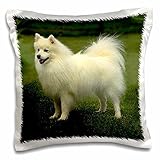 Dogs American Eskimo - American Eskimo - 16x16 inch Pillow Case