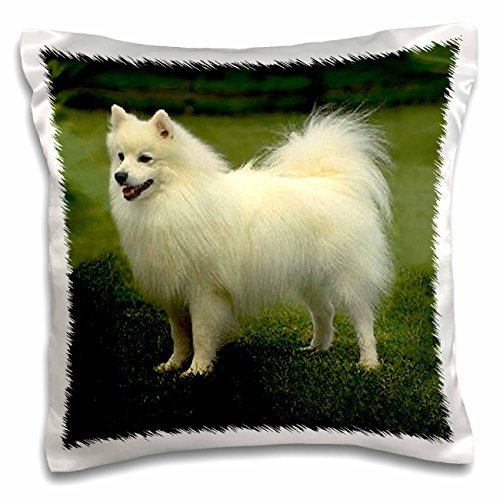 Dogs American Eskimo - American Eskimo - 16x16 inch Pillow Case