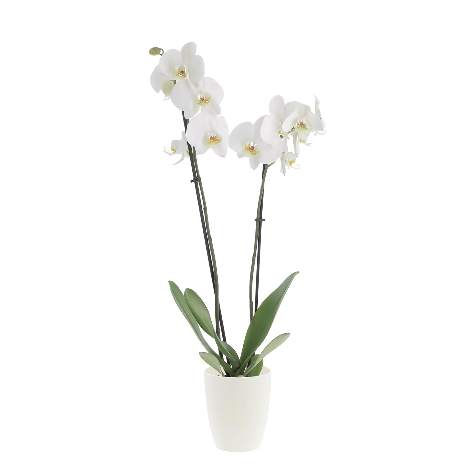 KENTIS - Orchidea Phalaenopsis Bianca - Piante Vere da Interno Fiorite - H 60-70 cm Vaso Ø 12 cm