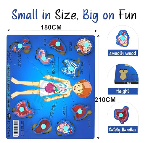Image of Wooden Male Human Body Parts Learning Toys Puzzle for Brain Training /Jorky Cutting Puzzle for Home /School /Non-Toxic /Education Memory Games for Baby Boy and Girl (Suggested by Expert)