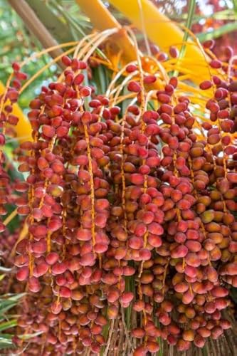 Image of All-Time 12 Months Hybrid GRAFTED Live Fruit Plant Original & Authentic Organic Tree for Outdoor Fast-Growing Fruit Plant Home Gardens Pack Of-1 (Arabian Dates-Khajur Tree, Medium)