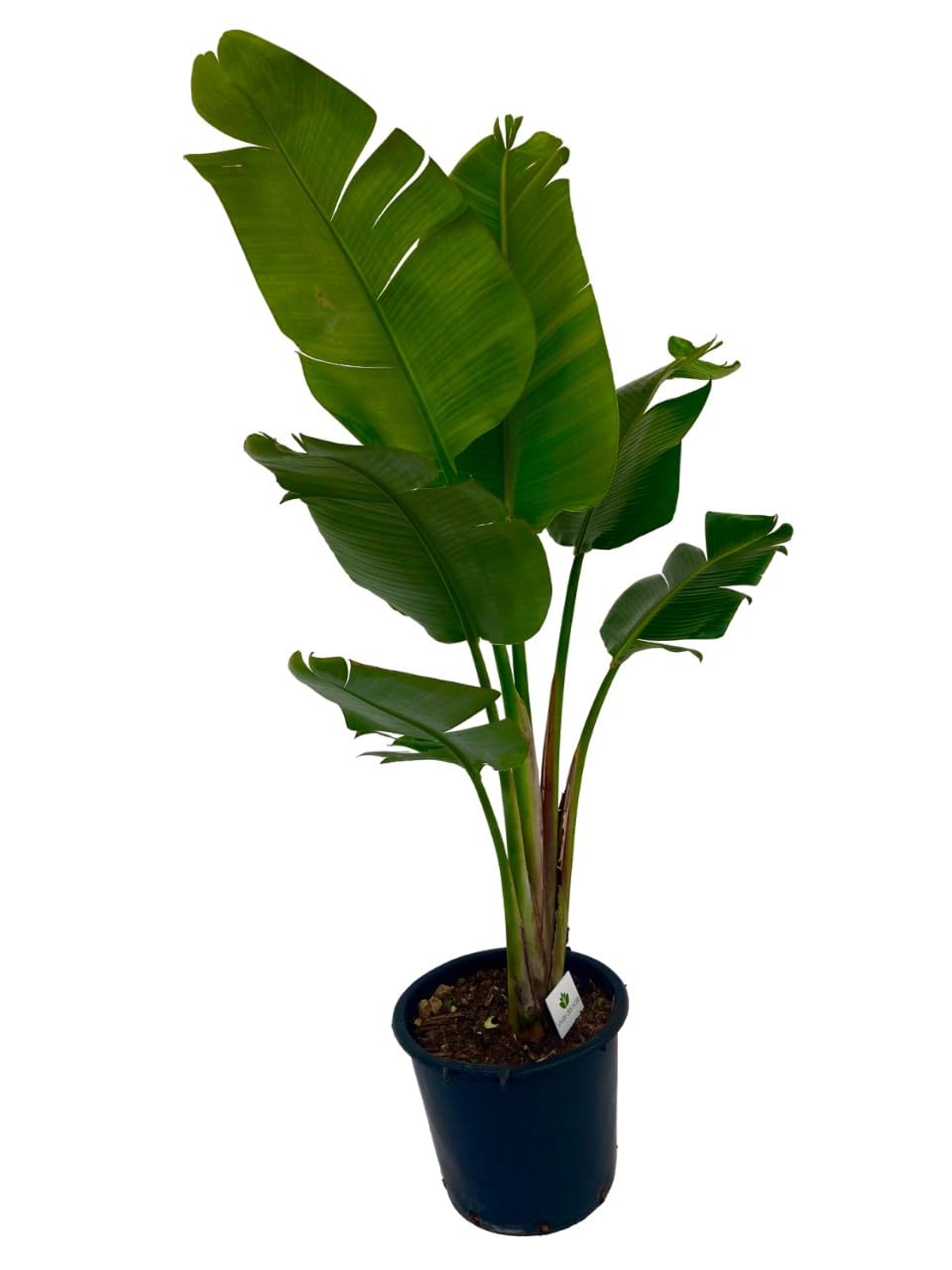 Strelitzia Augusta Pianta ornamentale da esterno prodotta da Vivai del Sole vaso diametro cm 30