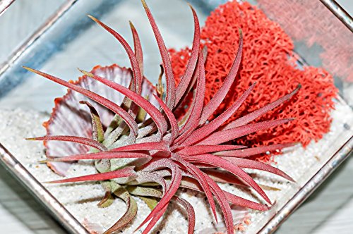 Assortiment de mousses décoratives Rennes Mosser Lee ML3020 85 g - 5